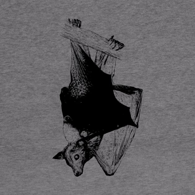 Lyle's flying fox by Guardi